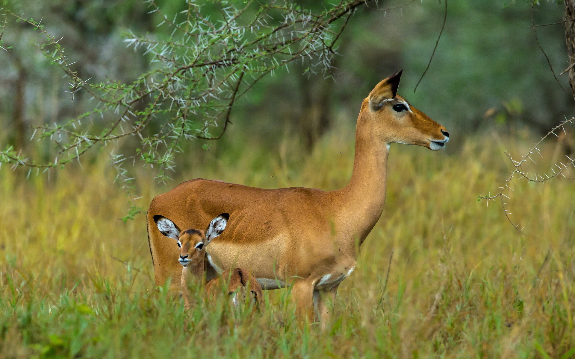 Animal Impala HD Wallpaper | Background Image