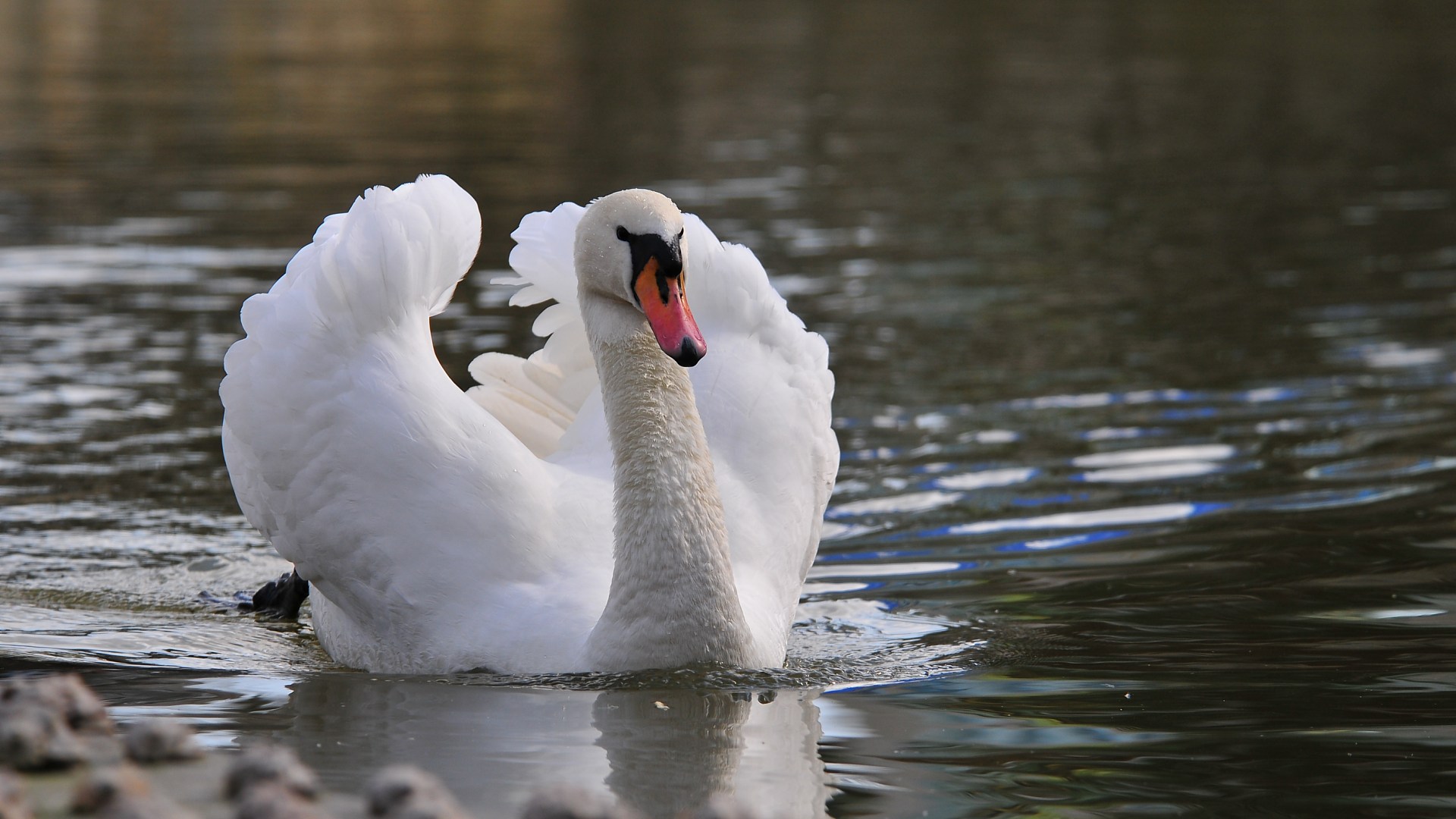 Mute swan Full HD Wallpaper and Background Image 1920x1080 ID407698