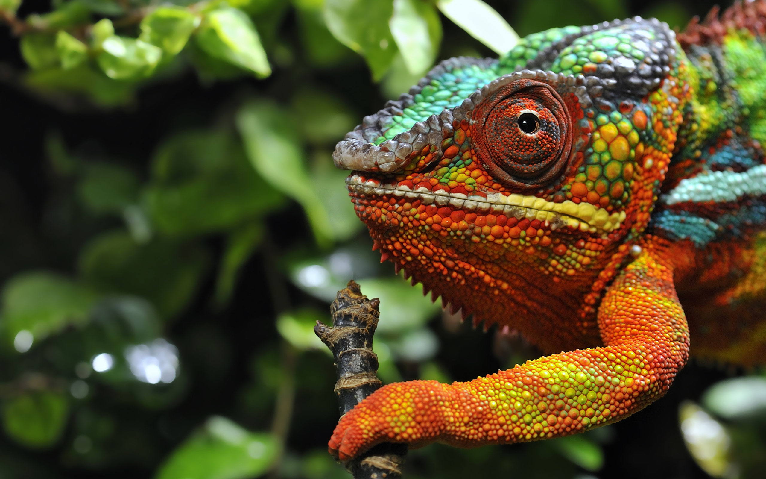 Chameleon Full HD Wallpaper and Background Image | 2560x1600 | ID:407720