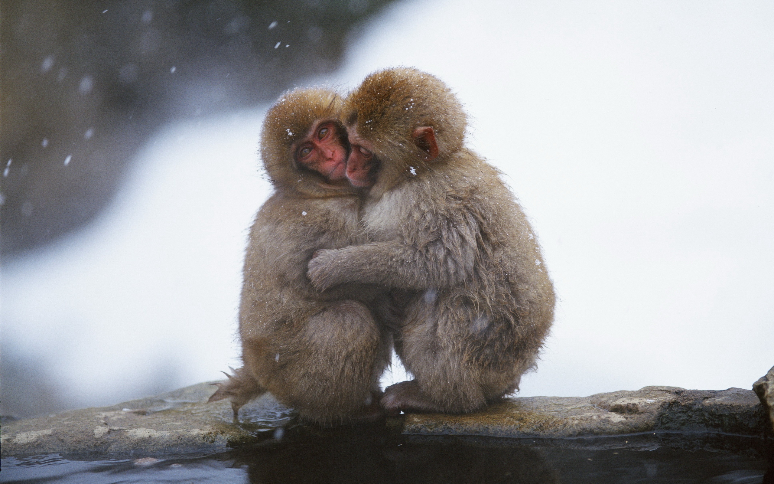 Animal Snow Monkey HD Wallpaper | Background Image