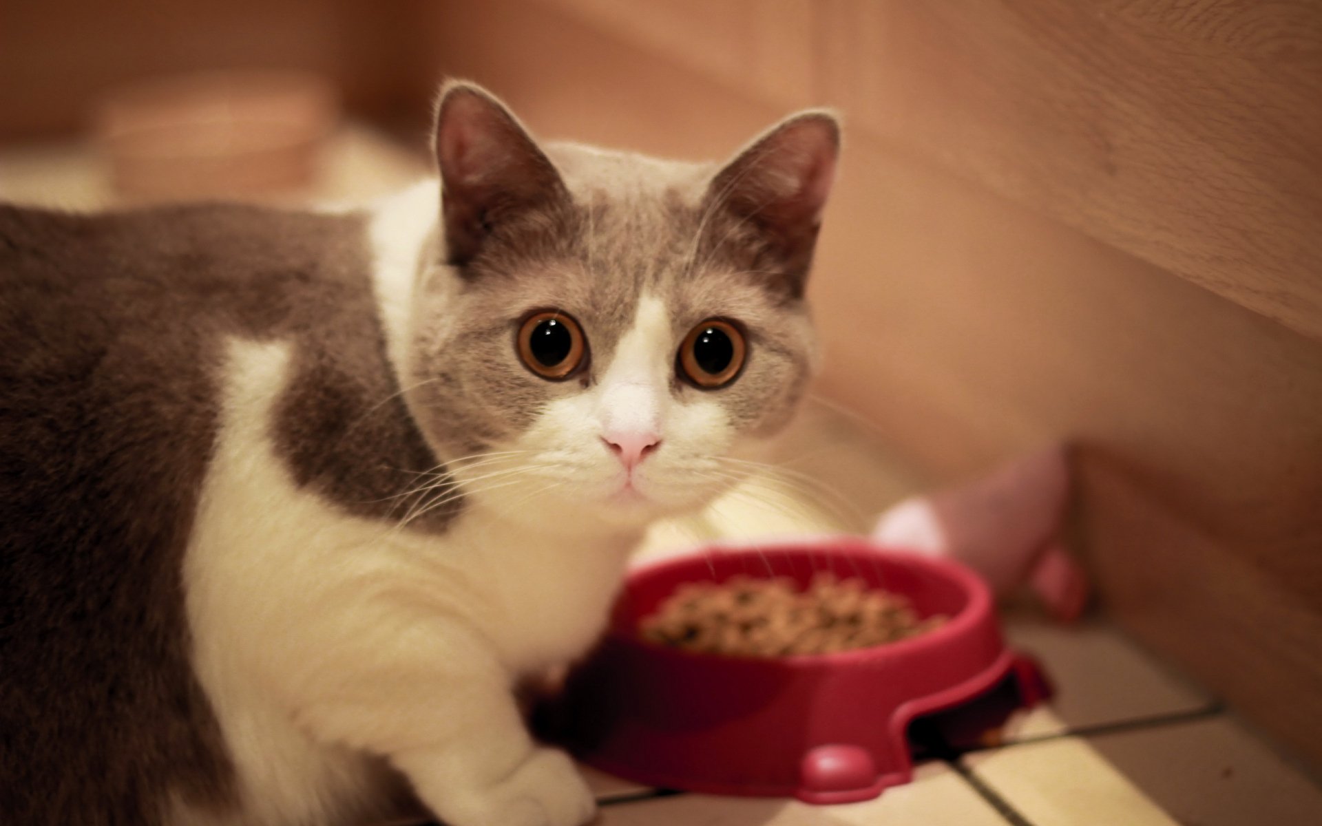 A cute gray and white cat sits by a red food bowl, looking curiously at the camera. This HD image serves as a charming desktop wallpaper and background.
