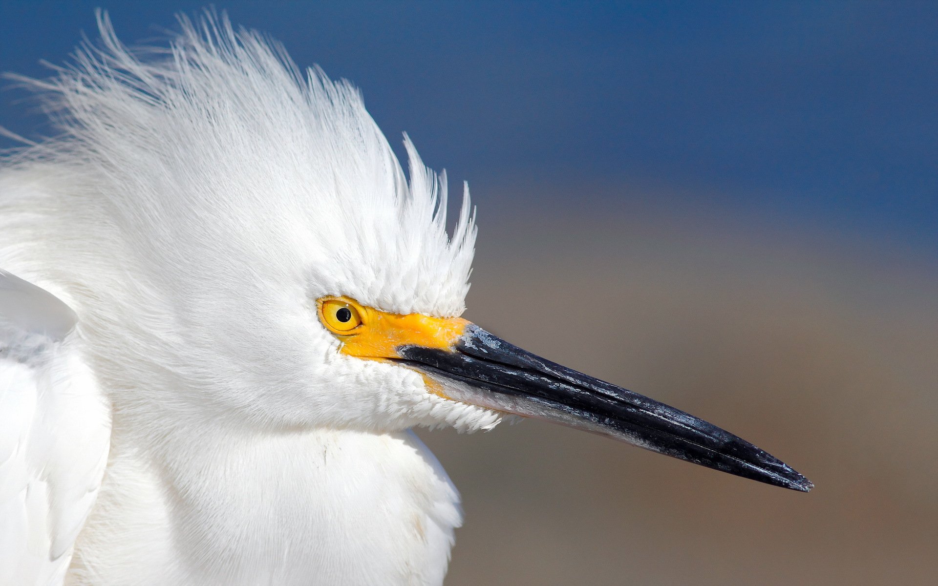 Close-up of a white bird with vibrant yellow eyes and ruffled feathers against a blurred blue background, presented as an HD PC desktop wallpaper.
