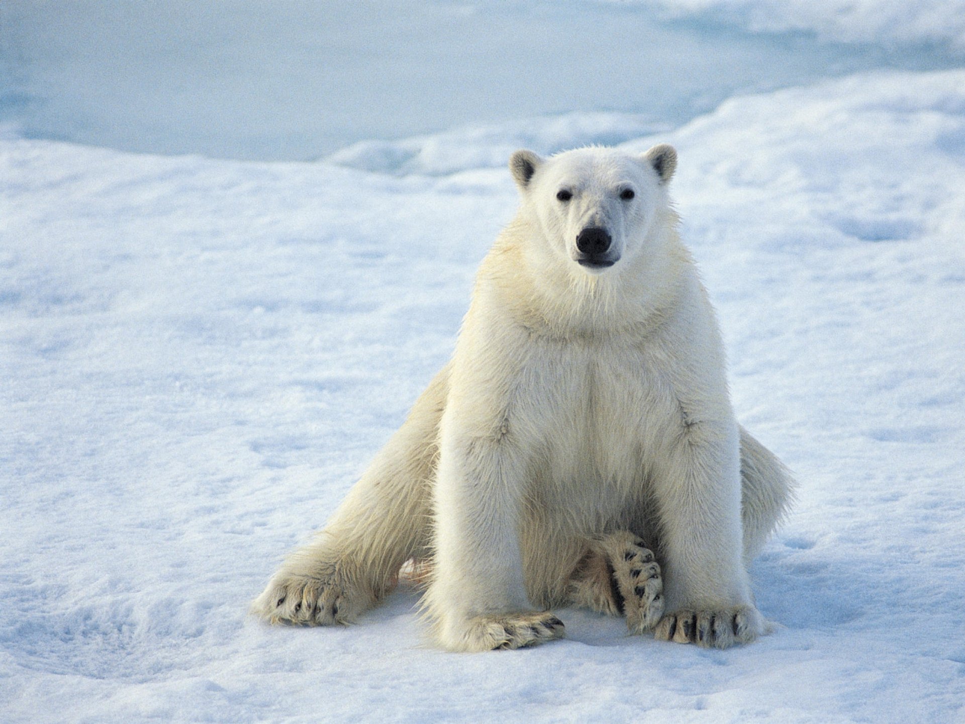 Download Animal Polar Bear HD Wallpaper
