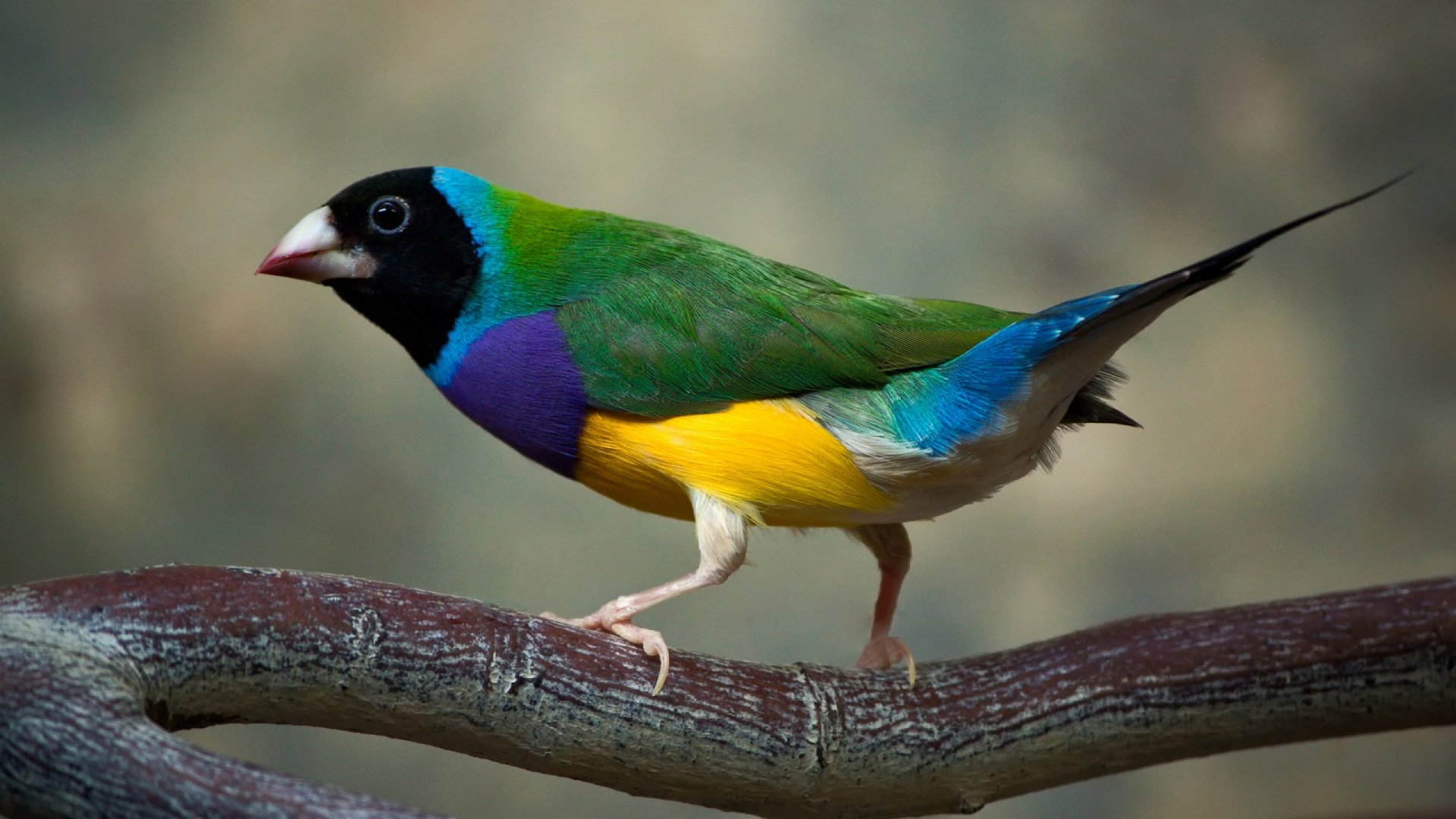 HD desktop wallpaper showcasing a vibrant Gouldian finch perched on a branch against a blurred natural background.