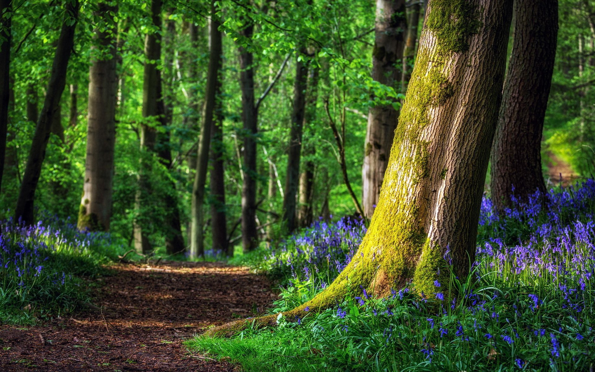 Download Nature Path HD Wallpaper