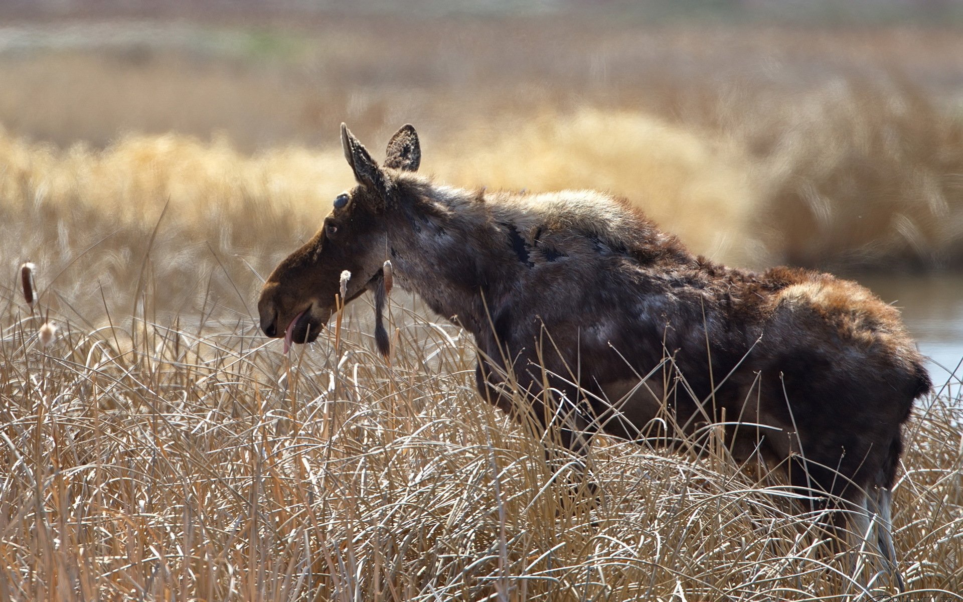 HD PC desktop wallpaper featuring a moose standing in a field of tall grasses with a blurred natural background.