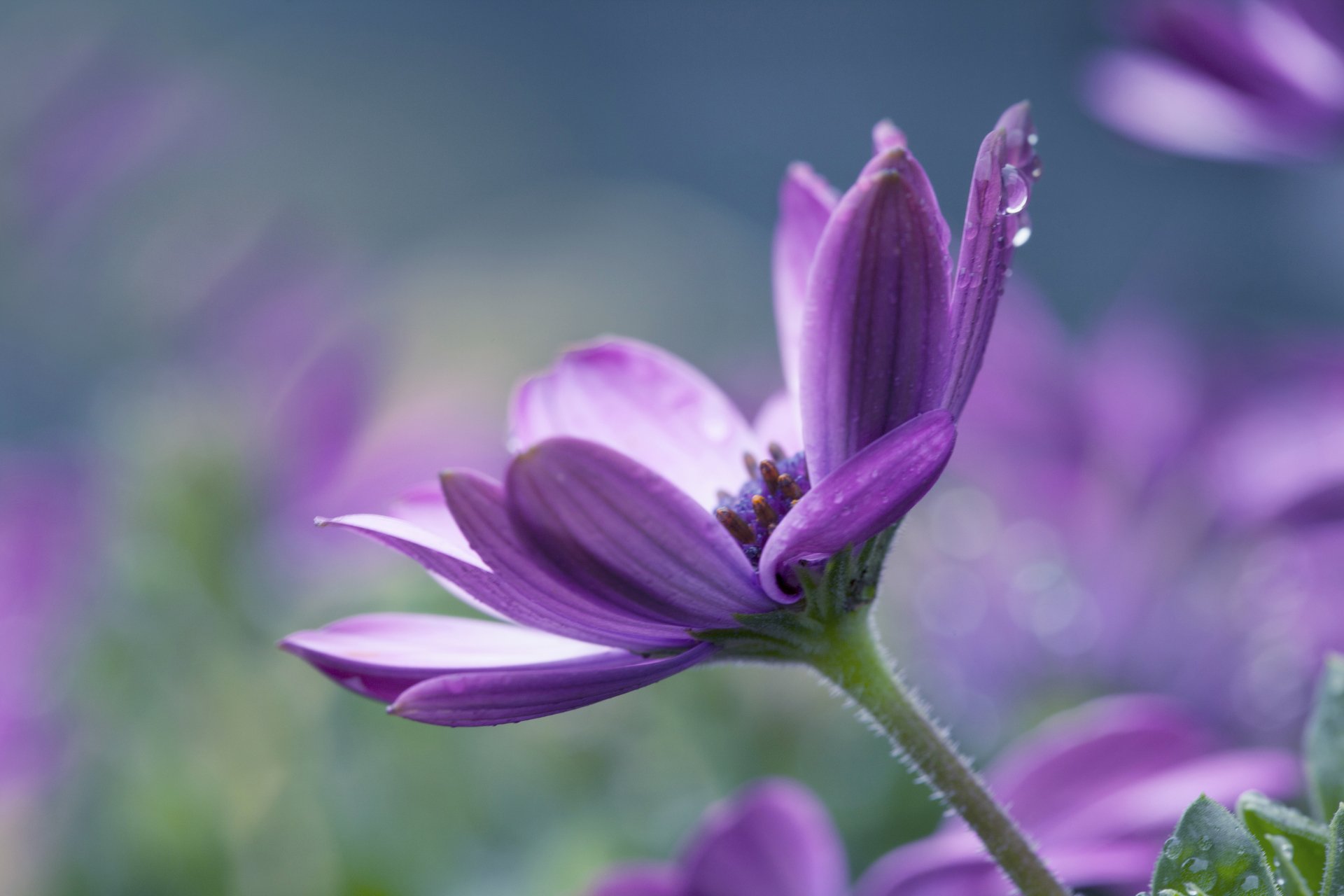 A close-up of a vibrant purple flower with delicate petals and gentle droplets of water, set against a soft, blurred background, capturing the beauty of nature in a stunning 4K Ultra HD desktop wallpaper.