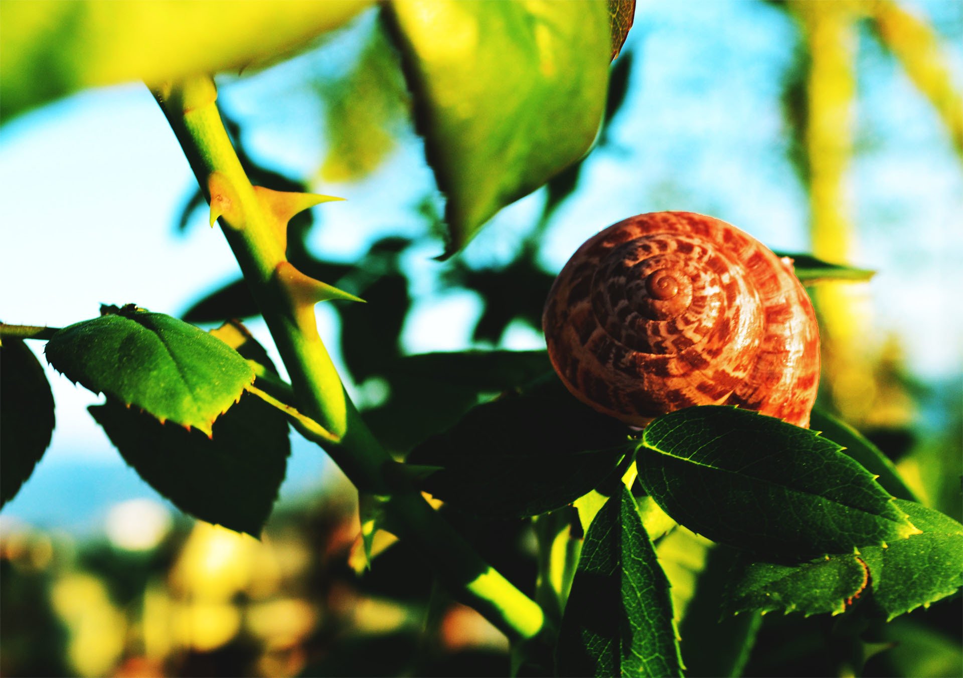 HD PC desktop wallpaper featuring a close-up of a snail with a patterned shell resting on green leaves against a blurred natural background.