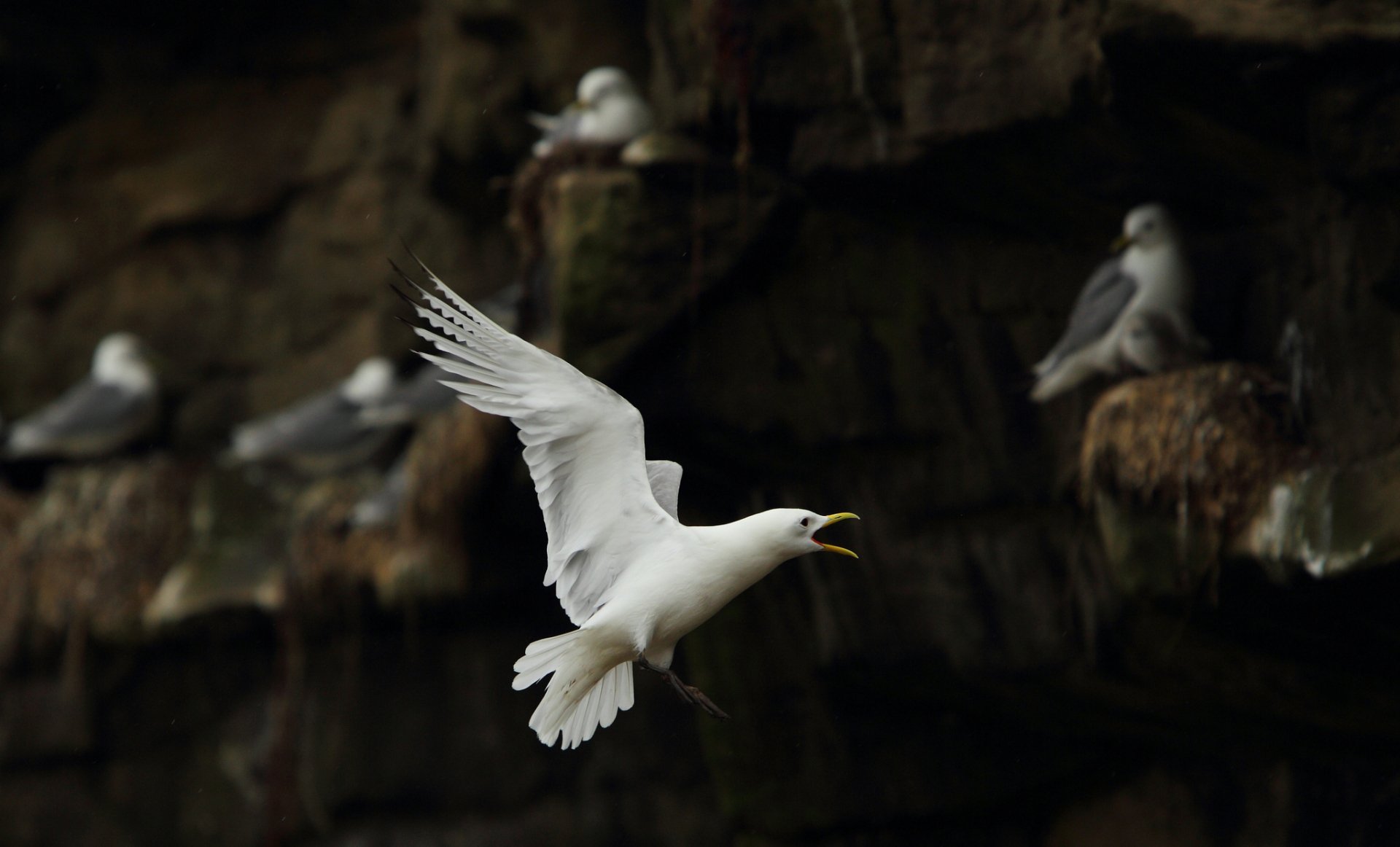 HD PC desktop wallpaper of a seagull in mid-flight with a dark rocky background and other seagulls perched nearby, capturing dynamic animal motion.