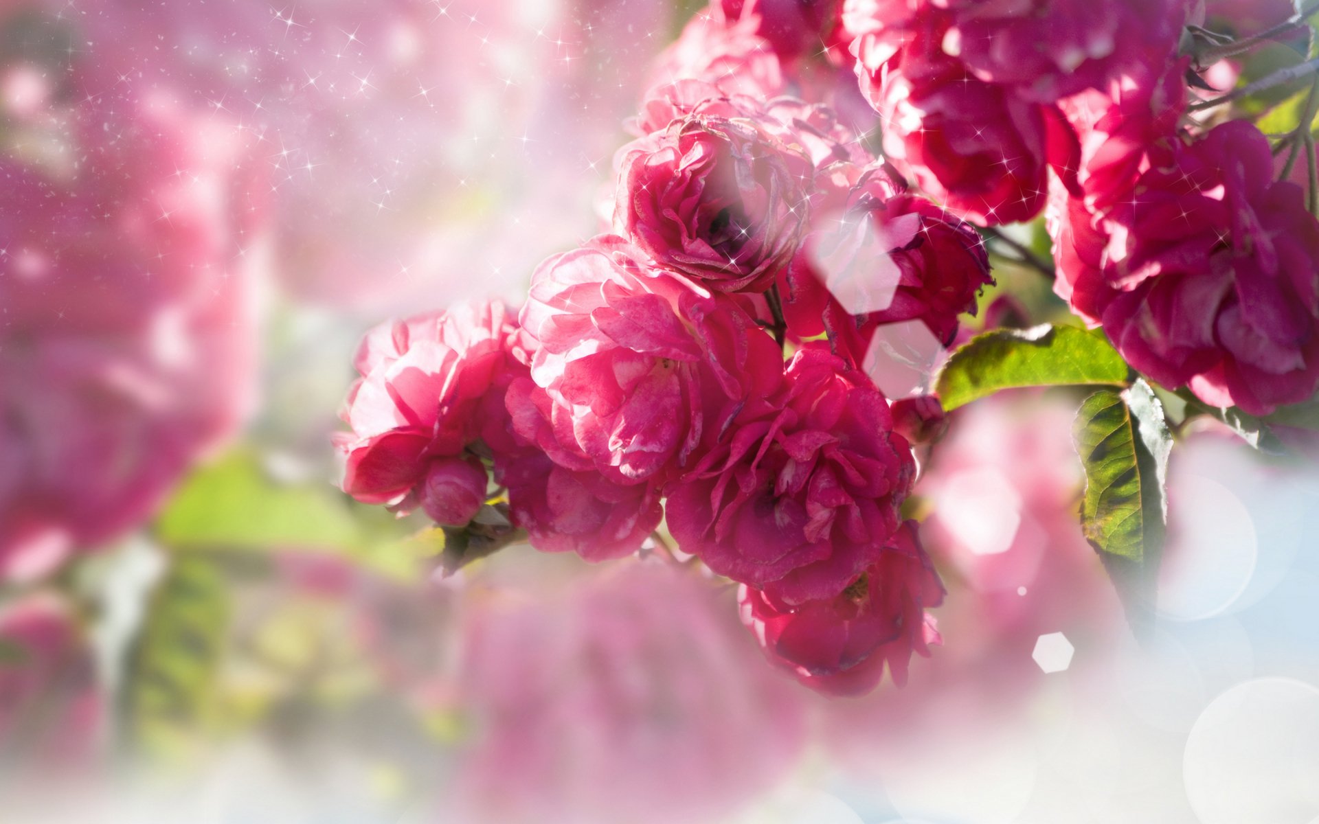 A vibrant close-up of pink roses blooms beautifully against a soft, blurred background, showcasing the elegance of nature in this HD desktop wallpaper.