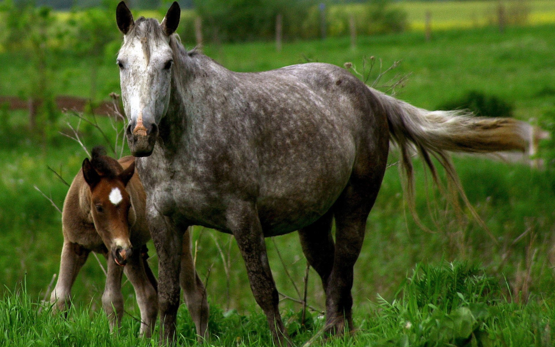 A striking HD desktop wallpaper featuring a gray horse and a young foal in a lush green field, radiating tranquility and the beauty of nature.