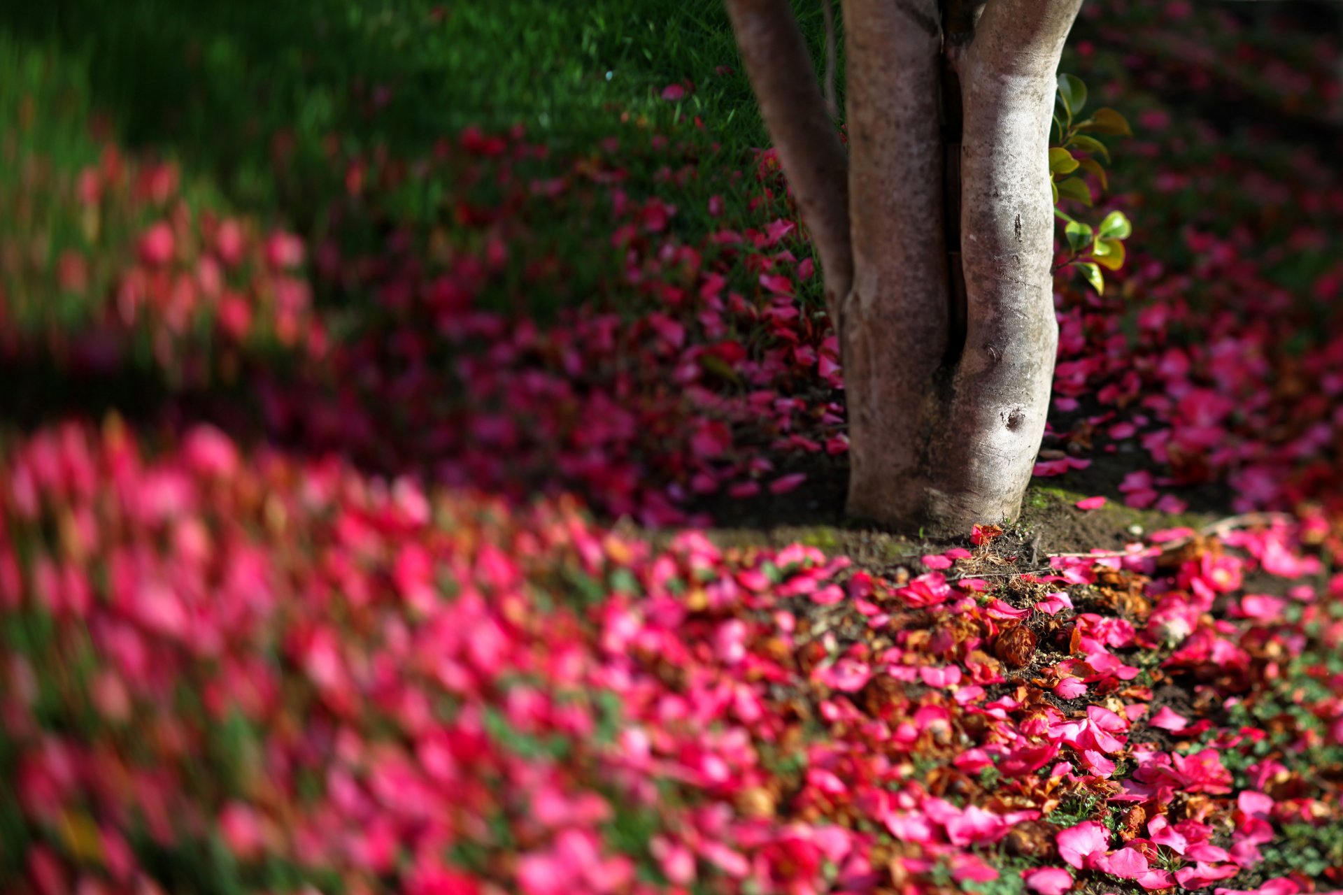 Close-up of a tree trunk surrounded by vibrant pink flowers in a lush natural setting, captured in stunning 4K Ultra HD for a detailed PC desktop wallpaper.