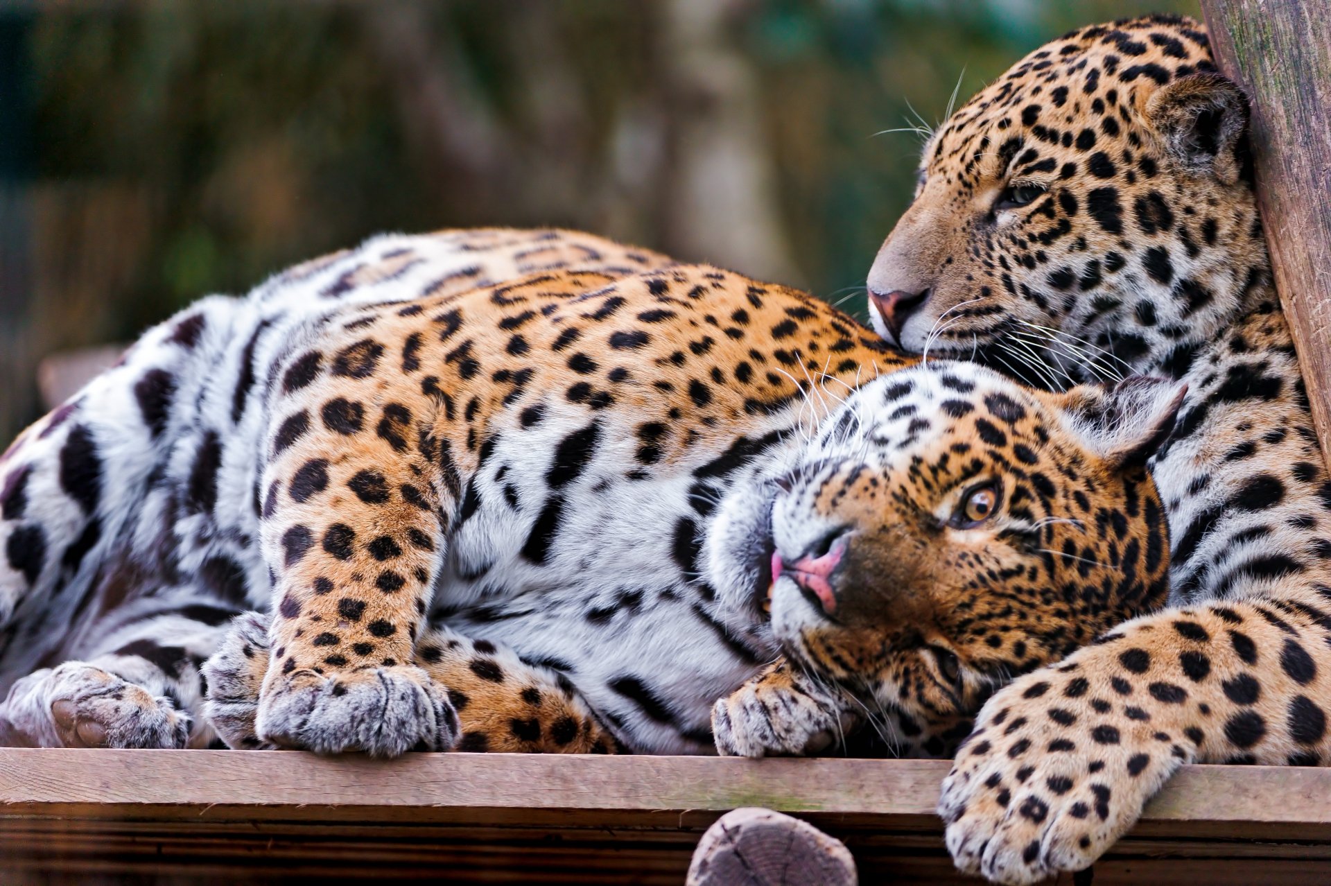 Download Animal Jaguar  4k Ultra HD Wallpaper