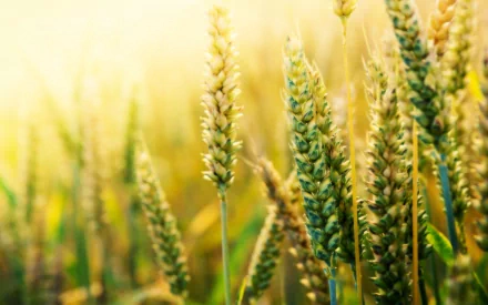 HD PC desktop wallpaper featuring close-up wheat stalks bathed in soft sunlight, capturing the serene beauty of nature.
