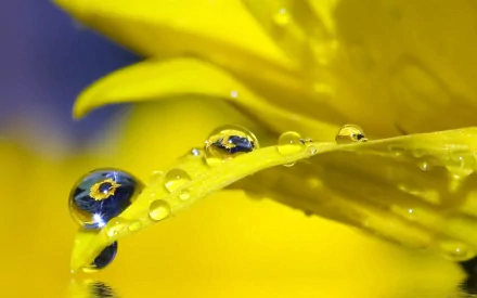A vibrant close-up of water drops on a green leaf, set against a backdrop of bright yellow petals, showcasing the beauty of nature. High-definition desktop wallpaper.