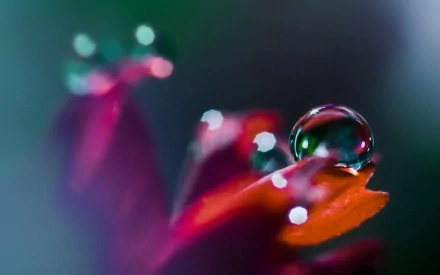 Close-up HD nature wallpaper of a clear water drop resting on a vibrant red petal, showcasing vivid colors and delicate details against a blurred background.