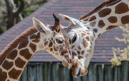 Two giraffes gently touching each other's heads, showcasing their long necks and distinctive patterns, set against a blurred background. An engaging HD PC desktop wallpaper.
