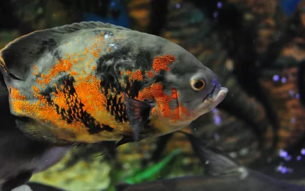 fish Animal oscar HD Desktop Wallpaper | Background Image