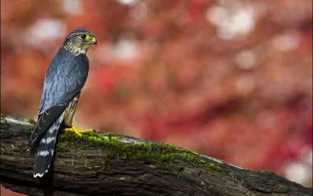 A striking hawk perched on a mossy branch, with a vibrant backdrop of autumn-colored foliage. This HD image serves as an impressive desktop wallpaper.