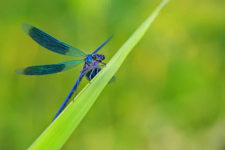 HD desktop wallpaper featuring a close-up of a vibrant blue dragonfly perched on a green blade of grass against a softly blurred natural background.