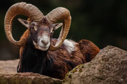 Animal sheep HD Desktop Wallpaper | Background Image