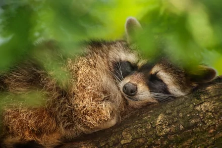 A peaceful raccoon sleeps on a tree branch, surrounded by lush green leaves, creating a serene atmosphere in this high-definition desktop wallpaper.