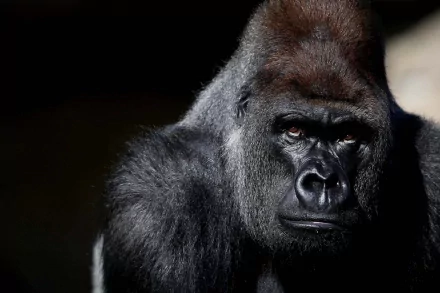 A striking HD wallpaper featuring a close-up of a gorilla, showcasing its powerful features and expressive eyes against a softly blurred background.