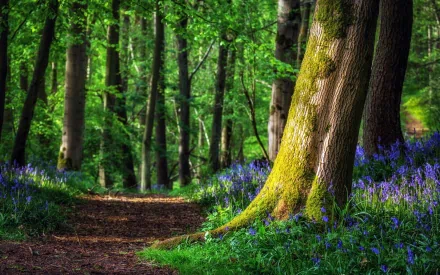 nature path HD Desktop Wallpaper | Background Image