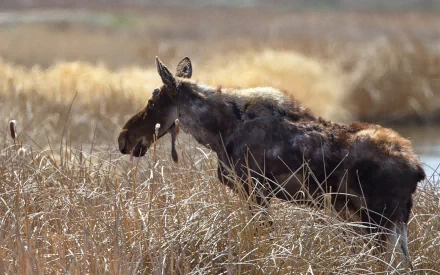 HD PC desktop wallpaper featuring a moose standing in a field of tall grasses with a blurred natural background.