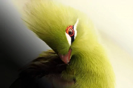 HD desktop wallpaper featuring a close-up of a vibrant green turaco with striking red eyes and a distinctive feathered crest. The detailed background enhances the bird's unique and beautiful features.