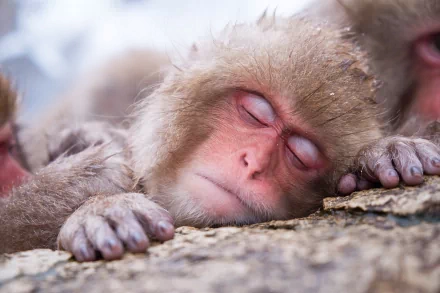 Animal Japanese macaque snow monkey HD Desktop Wallpaper | Background Image