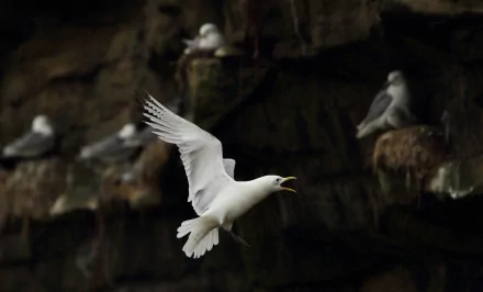 HD PC desktop wallpaper of a seagull in mid-flight with a dark rocky background and other seagulls perched nearby, capturing dynamic animal motion.