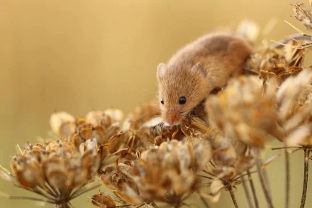 Animal mouse HD Desktop Wallpaper | Background Image