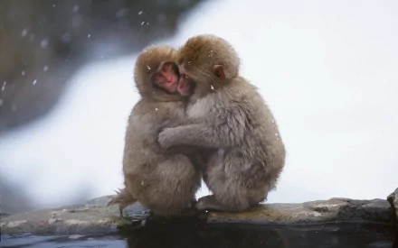 Two cute Japanese macaque snow monkeys share a tender hug, captured in this HD PC desktop wallpaper showcasing their warmth in a snowy environment.