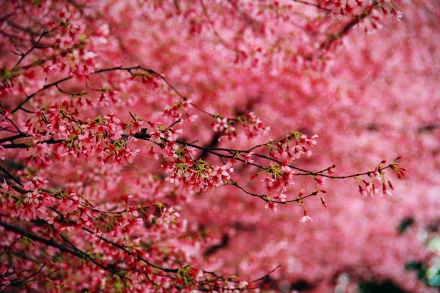 nature blossom HD Desktop Wallpaper | Background Image
