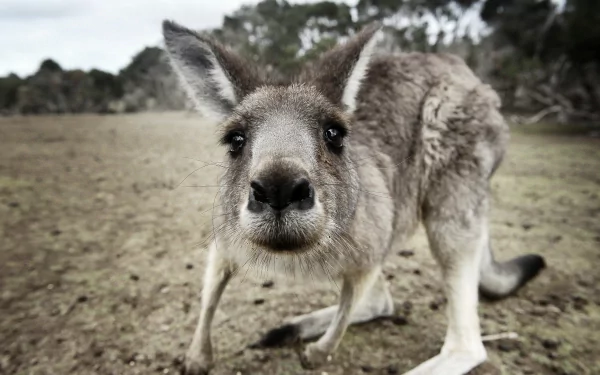 A close-up of a curious kangaroo in its natural habitat, showcasing its expressive features. This high-definition image serves as a captivating desktop wallpaper or background.