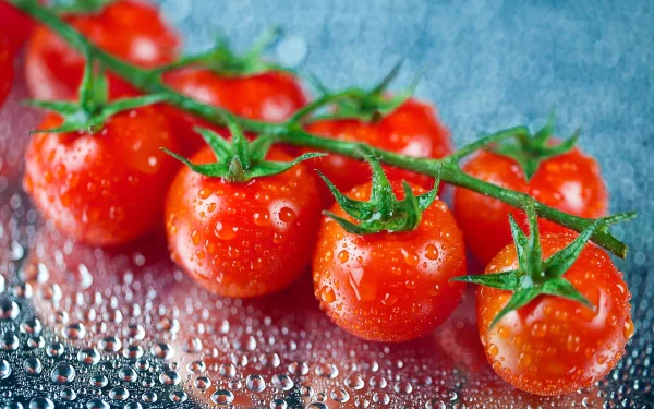 Fresh cherry tomatoes on a vine, glistening with droplets of water, set against a textured blue background. An enticing food-themed HD wallpaper for desktop backgrounds.