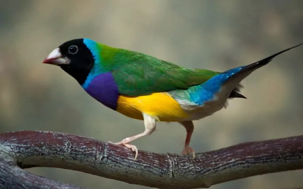 HD desktop wallpaper showcasing a vibrant Gouldian finch perched on a branch against a blurred natural background.