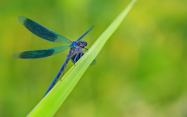 Animal dragonfly HD Desktop Wallpaper | Background Image