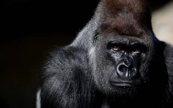A striking HD wallpaper featuring a close-up of a gorilla, showcasing its powerful features and expressive eyes against a softly blurred background.