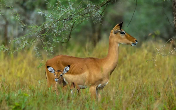 A serene scene of an impala standing gracefully in a lush green landscape, accompanied by a young impala, showcasing the beauty of wildlife in this HD PC desktop wallpaper.