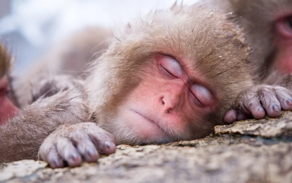 Close-up of a sleeping Japanese macaque (snow monkey) resting on a rock, captured in high definition for a striking PC desktop wallpaper background.