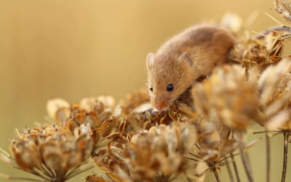Animal mouse HD Desktop Wallpaper | Background Image