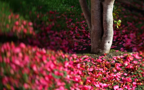 Close-up of a tree trunk surrounded by vibrant pink flowers in a lush natural setting, captured in stunning 4K Ultra HD for a detailed PC desktop wallpaper.