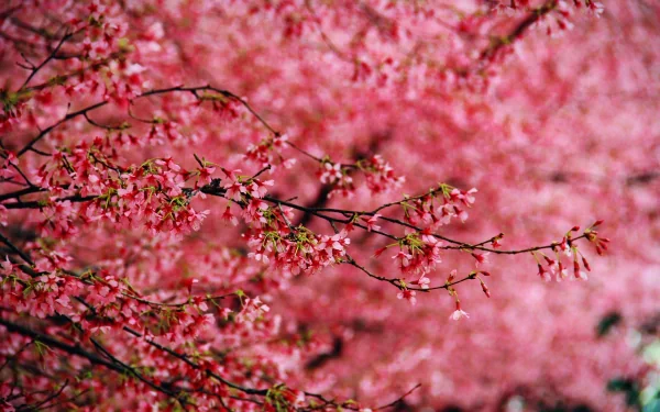 Vibrant pink blossoms on tree branches create a lush, detailed 4K Ultra HD nature scene, designed as a stunning PC desktop wallpaper and background.