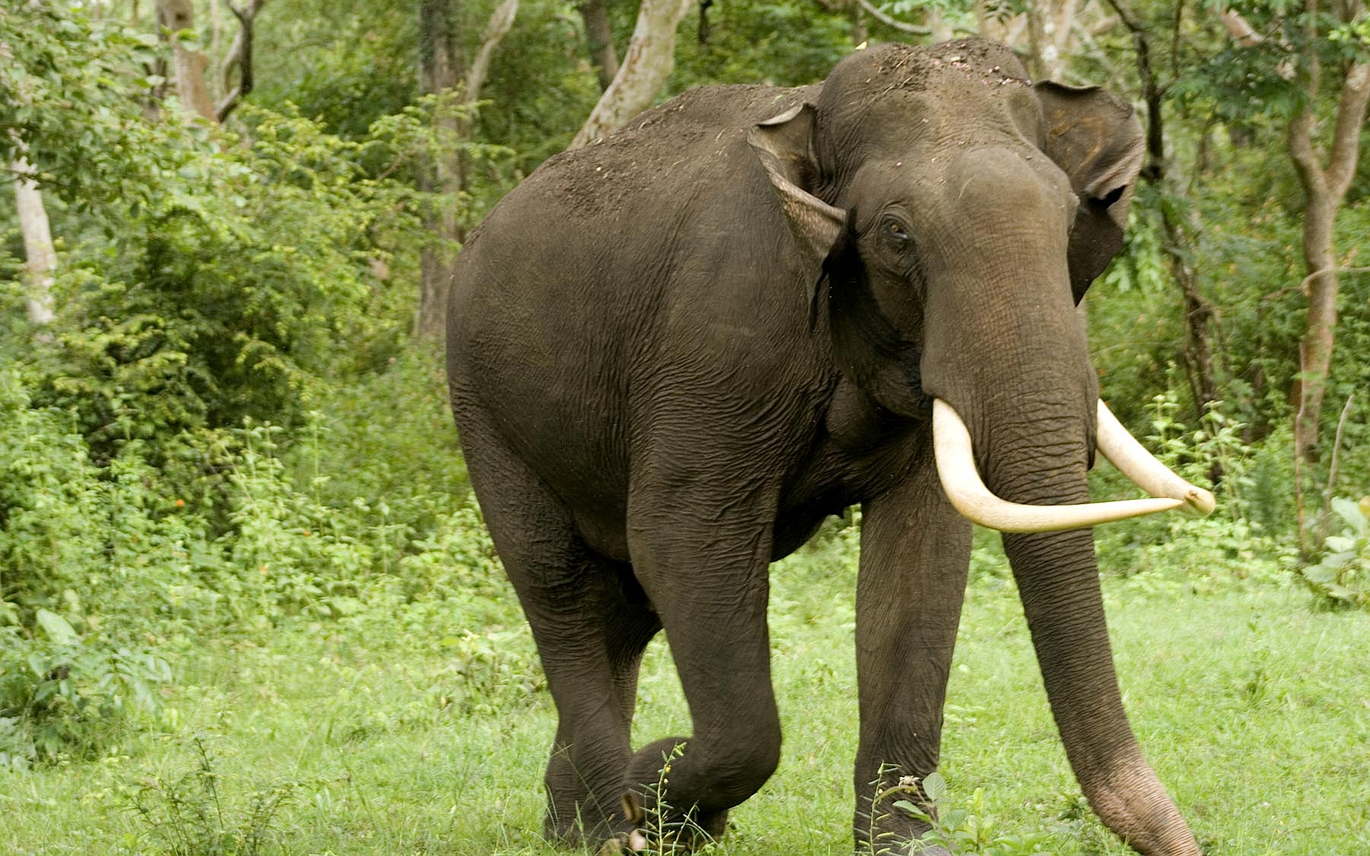 Asian Elephant Fond d'écran HD | Arrière-Plan | 1920x1200 | ID:408425