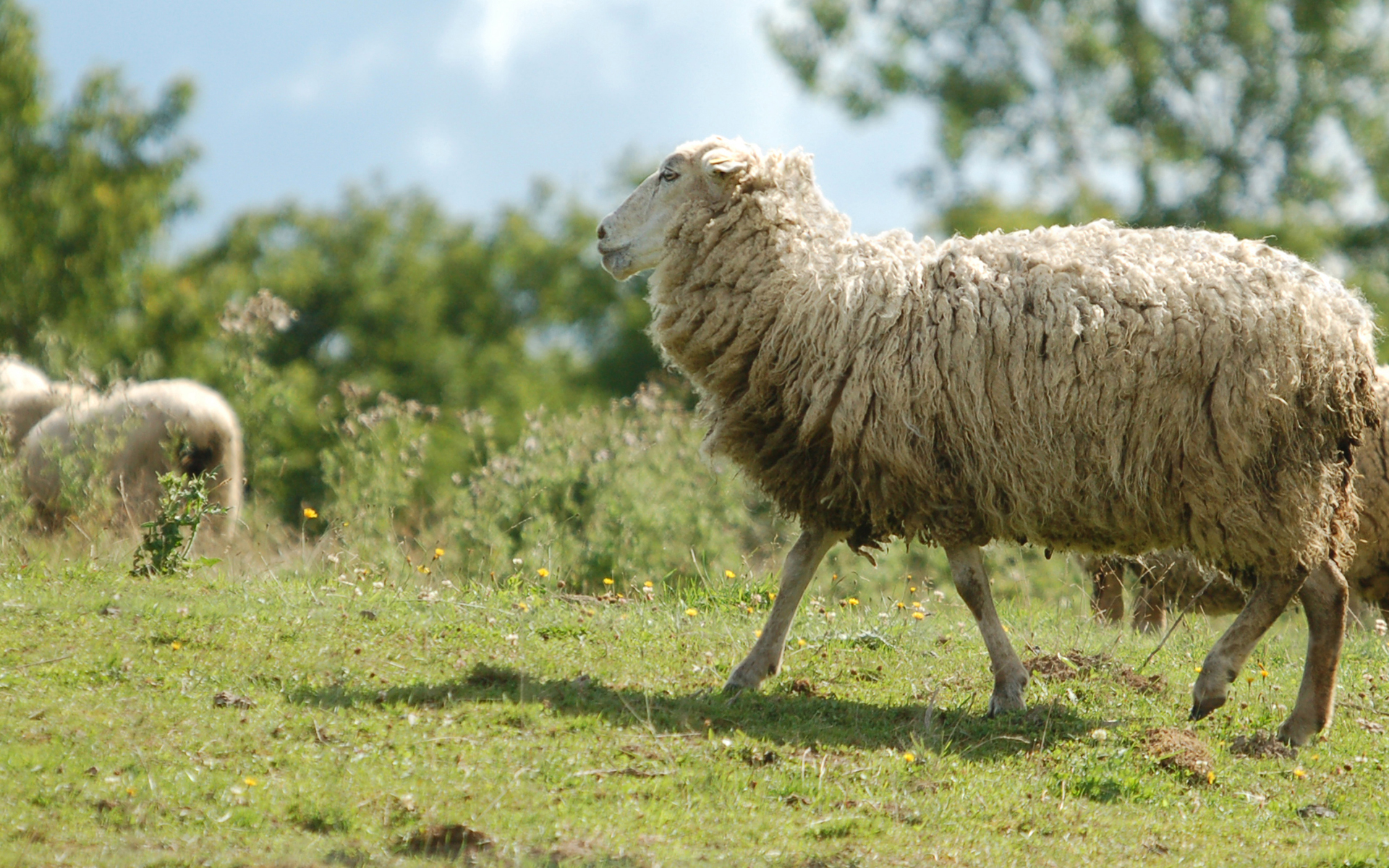Animal Sheep HD Wallpaper | Background Image