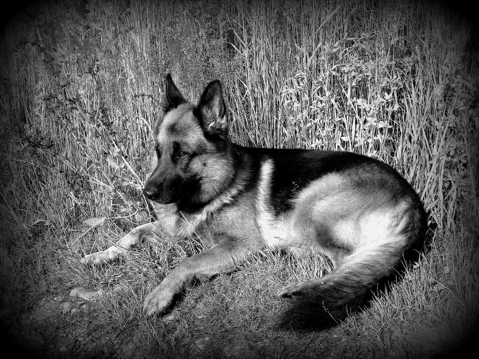 A German Shepherd rests peacefully in nature, surrounded by tall grasses. This HD wallpaper captures the serene beauty of the scene in striking black and white.