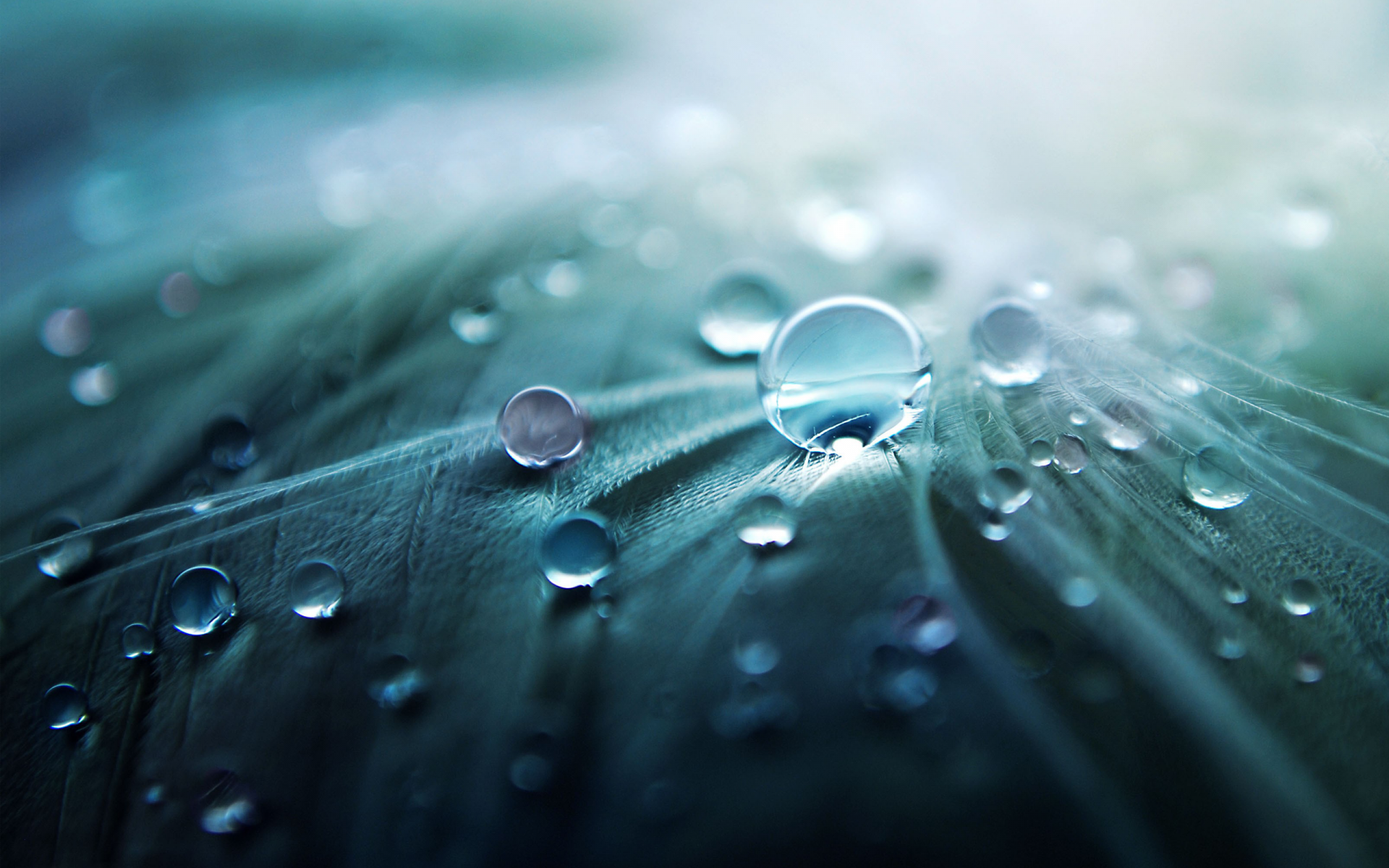 Download Nature Water Drop HD Wallpaper