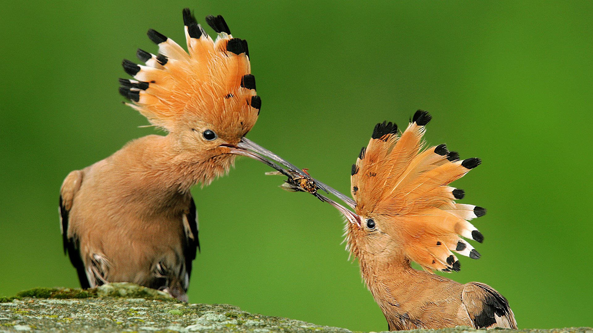 Hoopoe Full HD Wallpaper and Background | 1920x1080 | ID:408320